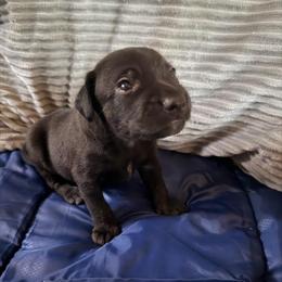 Queso - Black and white male Xoloitzcuintli puppy in Manitowoc, Wisconsin from Wonderland Kennel