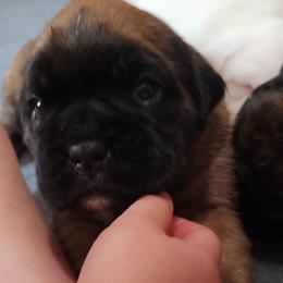 Boxers from Moonlitboxers
