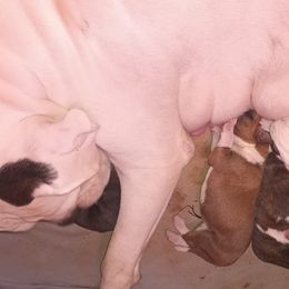 Boy 5 - male Boxer puppy in Minnesota from Timmies Boxers