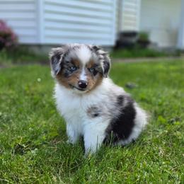 Jagger - Blue merle male Miniature American Shepherd puppy in Kalama, Washington from Lone Pine Miniature American Shepherds