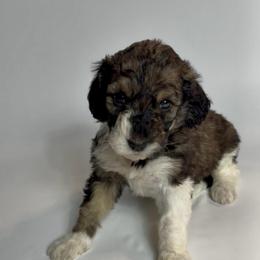 Etouffee - Sable female Bernedoodle puppy in Carencro, Louisiana from Southern Bayou Poodles and Doodles