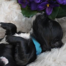 Coton de Tulear Puppies from Buttercup Cotons of Texas