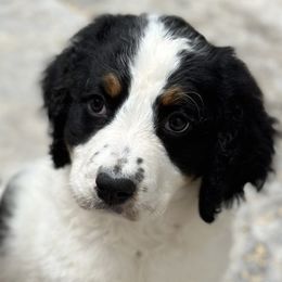 Boy 5 - Tri-color Bernedoodle puppy in Yatesville, Georgia from High Hopes Doodles