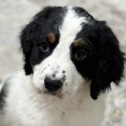 Boy 5 - Tri-color Bernedoodle puppy in Yatesville, Georgia from High Hopes Doodles
