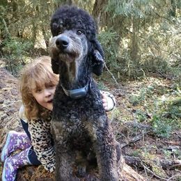 Dexter  - Poodle
