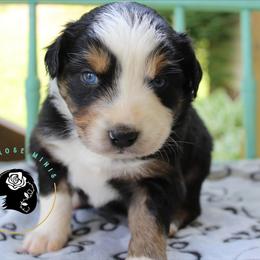Escape - Black tri female Miniature Australian Shepherd puppy in Lowgap, North Carolina from Ramblin’ Rose Mini's