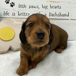 Blaze AKC Boy 3 - Red male Dachshund puppy in Sumrall, Mississippi from JP’s Dachshunds