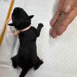 Minnie - Black female Miniature Schnauzer puppy in Comanche, Texas from Circle R Sidney