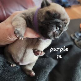 Boy 1 - Fawn male Pug puppy in Phoenix, Arizona from Pug Place Phoenix