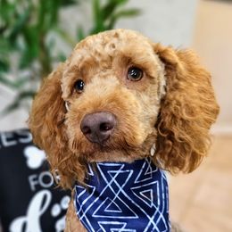 Watson - Goldendoodle