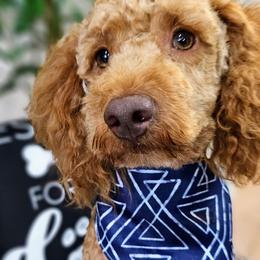 Watson - Goldendoodle