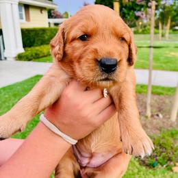 Nola - Dark golden female Golden Retriever puppy in Santa Ana, California from American Golden Retrievers