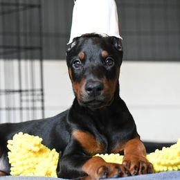 Pink - Black and rust female Doberman Pinscher puppy in Overton, Texas from Obsidian Kennel