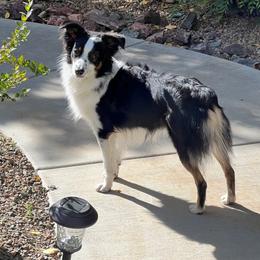 Rider - Miniature Australian Shepherd