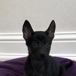 Dark tri brindle tri- color male - Black sable male Belgian Malinois puppy in Columbia, South Carolina from Kaizen von Ruach Malinois