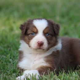 Red Tri Female 2 - Red tri-color female Australian Shepherd puppy in Northport, Alabama from Sipsey River Australian Shepherds