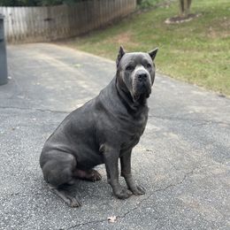 DeVoss - Cane Corso