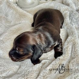 Paxton - Black and tan male Dachshund puppy in Clever, Missouri from Autumn Breeze Dachshunds