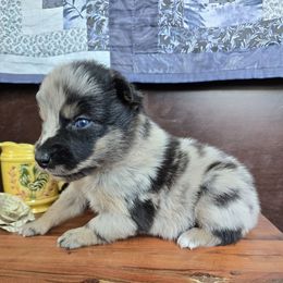 Altair - Blue merle male Australian Shepherd puppy in Wrightsville, Georgia from Wild Magnolia Farms Aussies