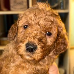 Boy 2 - Red  male Goldendoodle puppy in Holly, Colorado from Vida’s Loving Doodles
