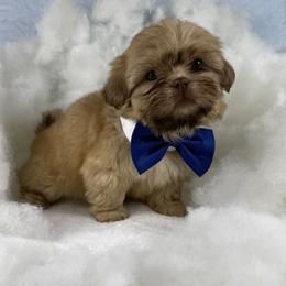 Lincoln - Liver male Shih Tzu puppy in Columbia, Kentucky from Lisa Bandy Shih Tzu