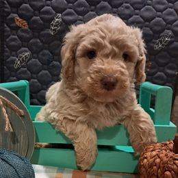 Buster - Cream male Aussiedoodle puppy in Mena, Arkansas from Ouachita River Cockapoos