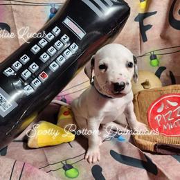 Dalmatian Puppies from Spotty Bottom Dalmatians
