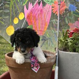 Babycakes - Tri-color male Bernedoodle puppy in Camden, North Carolina from Oopsie Doodles of NC
