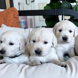 Boy 3 - Light golden male Golden Retriever puppy in Manti, Utah from Arrowhead Kennels