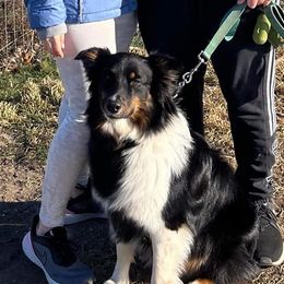 Australian Shepherd Puppies from Grand Ridge Australian Shepherds