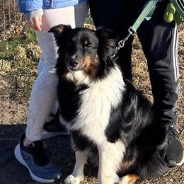 Australian Shepherd Puppies from Grand Ridge Australian Shepherds