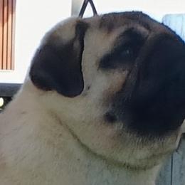 Charlie - Pug