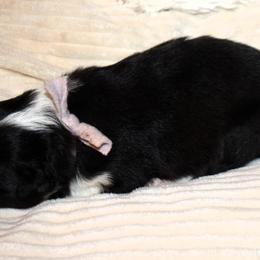 Humor - Black and white female Border Collie puppy in Benson, Arizona from Twisted Acres Border Collies and Mudi