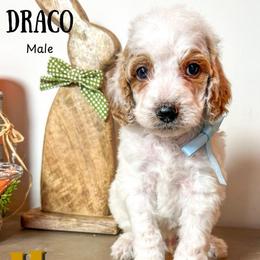 Draco - Parti male Goldendoodle puppy in Hilton, New York from The House of Goldendoodle