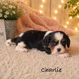 Charlie - Tri-color male Cavalier King Charles Spaniel puppy in Howardsville, Virginia from Spectacular Aussies and Cavaliers