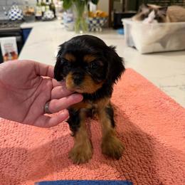 Gideon - Blue Boy - Black and tan male Cavalier King Charles Spaniel puppy in Little Rock, Arkansas from Montra Japanese Chin & Cavalier King Charles Spaniels