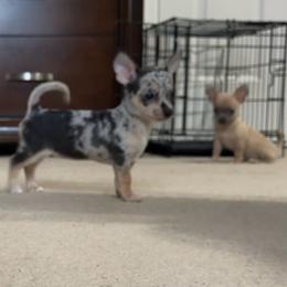 Mini - Merle female Chihuahua puppy in Charlotte, North Carolina from Lawinski’s Chihuahua World