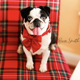 Bunny - Pug