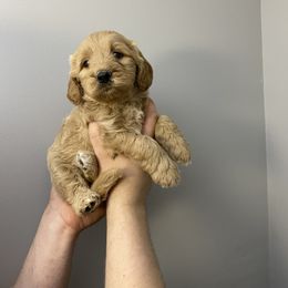 Goldendoodle Puppies from Barnwood Doodles