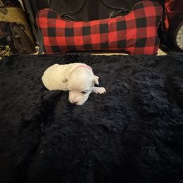 Girl 1 - White female Maltese puppy in Dawsonville, Georgia from Lynn’s Precious Pups