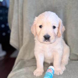 Boy 3 - Turquoise-Silver - Light golden male Golden Retriever puppy in Mc Minnville, Tennessee from Wishaw Whisky Golden Retrievers
