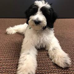 Goldendoodle, Poodle, and Sheepadoodle All Grown Up from Finger Lakes Doodles