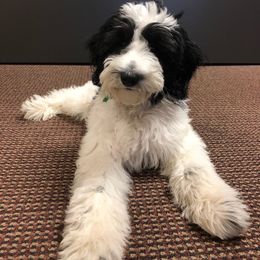 Goldendoodle, Poodle, and Sheepadoodle All Grown Up from Finger Lakes Doodles