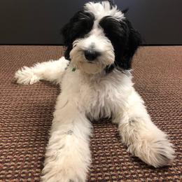Goldendoodle, Poodle, and Sheepadoodle All Grown Up from Finger Lakes Doodles