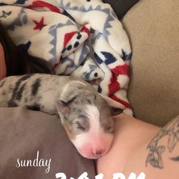 Girl 4 - Blue merle female Australian Shepherd puppy in Patriot, Ohio from Caseypups