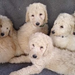 Poodles from Mofasa's Kingdom Poodles