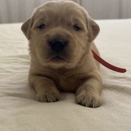Boy 4 - Light golden male Golden Retriever puppy in Scio, Oregon from Stackhouse Family Farm