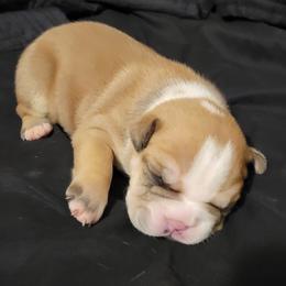 Bulldog Puppies from Hippo's Bullies