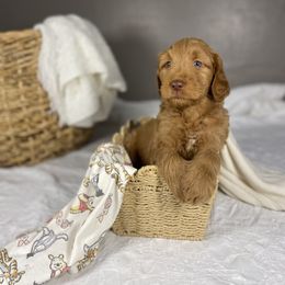 Goldendoodle Puppies from Joe and Dogs