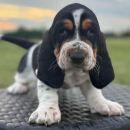 Winona - Black white and brown female Basset Hound puppy in Richmond, Kentucky from Walters Hollow Hounds